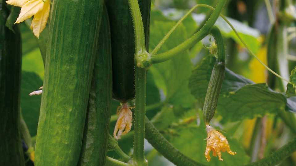 'Katrina' (Enza Zaden)