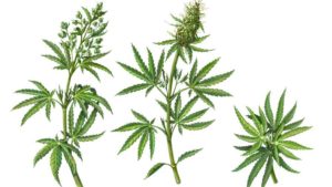 The Role and Vulnerabilities of Ergonomics in Cannabis Production