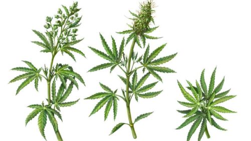 Pruning Greenhouse Cannabis: 3 Tips for Cultivators