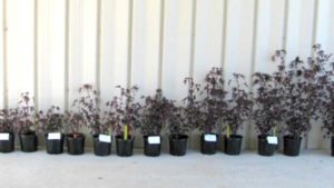 Ways to Use Moisture Sensors to Automate Greenhouse Irrigation