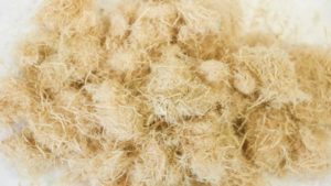 Growing Media Advice for Perennials Production