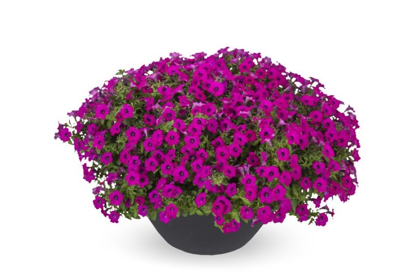 Petunia hyb. 'Itsy Magenta' 