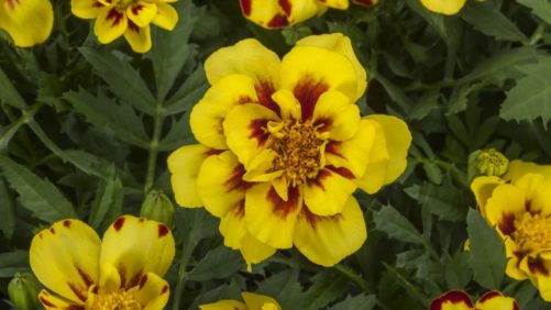Learn Which Syngenta Flowers Varieties Ranked High in 2020 Summer Trials