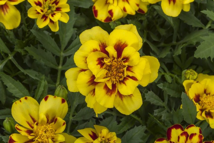 French Marigold Anemone 'Alumia Creme Brulee'