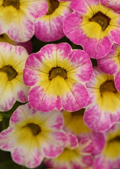 Calibrachoa ‘Cha-Cha Diva Hot Pink’ (Ball FloraPlant)