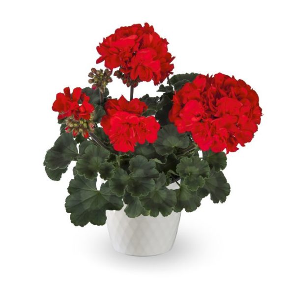 Geranium interspecific 'Calliope Medium Cherry' 