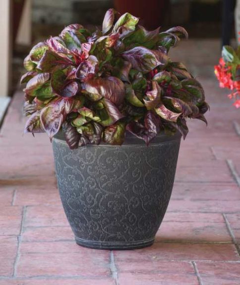 Foliage Celosia Sol Collection (PanAmerican Seed)