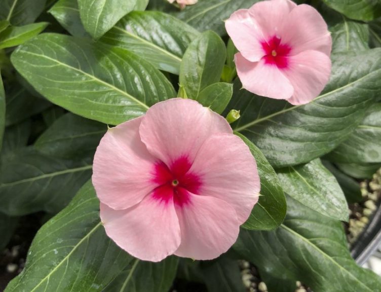 Vinca 'Cora XDR Apricot'