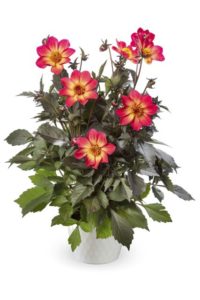 Dahlia 'Dahlegria Sunrise'