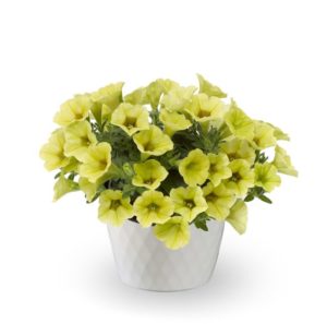 Petunia 'Dekko Banana'