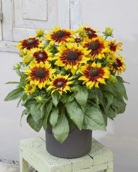 Echibeckia ‘Summerina Sizzling Sunset’ (Pacific Plug & Liner)