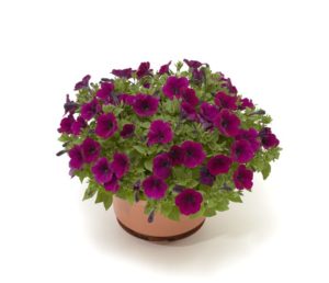 Petunia milliflora 'FlashForward Burgundy'