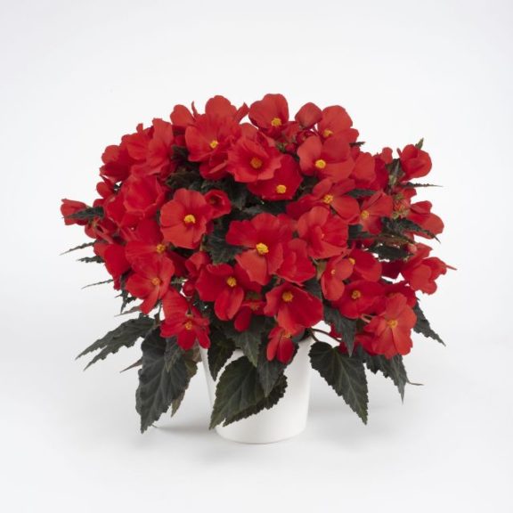 Begonia 'Florencio Red'