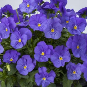 Pansy/Viola 'Freefall True Blue'