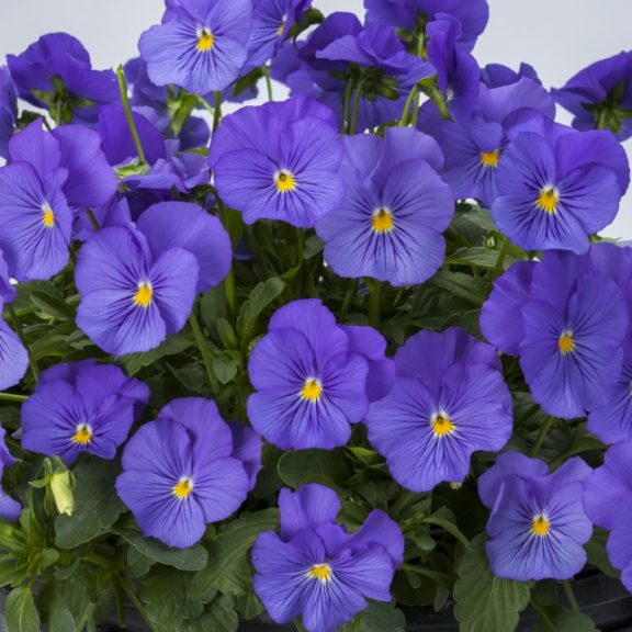 Pansy/Viola 'Freefall True Blue'