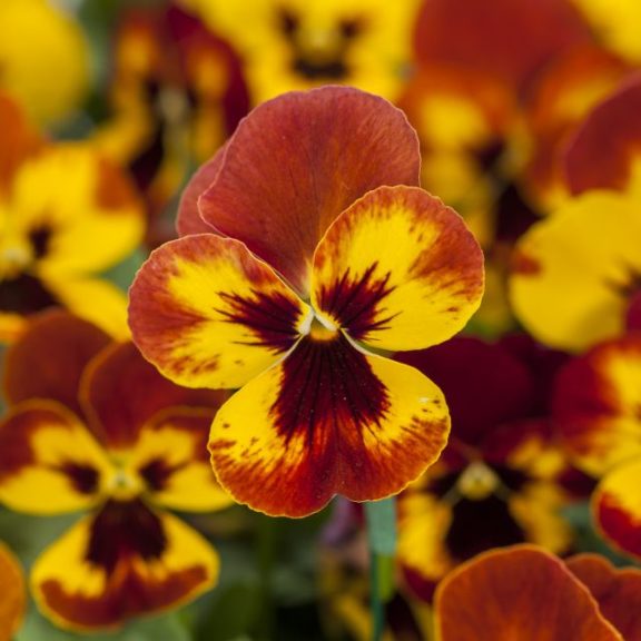 Pansy/Viola 'Freefall XL Fire'