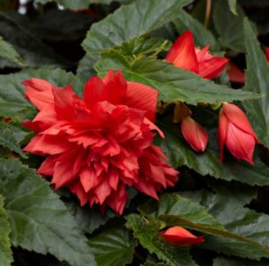 Begonia 'Grace Pink'