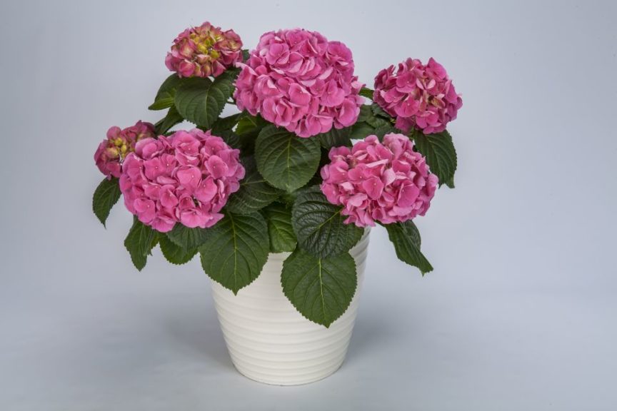Hydrangea 'HI Sugar'