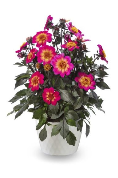 Dahlia 'Happy Days Fuchsia Halo' 