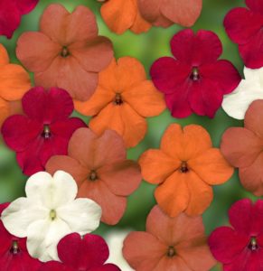 Impatiens Imara XDR Hot! Mix