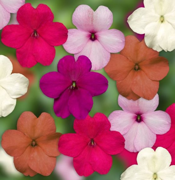 Impatiens Imara XDR Pastel Mix