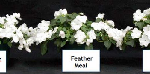 Organic Root Media and Fertilizer: Making the Switch From Conventional Work for You