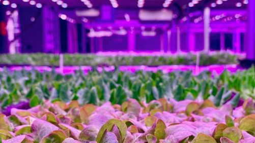 Inside Scoop on the ‘Highest Production Volume’ Vertical Farm in the Southeast