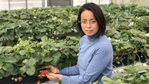 Fresh-Market Strawberries Meet Controlled-Environment Growing