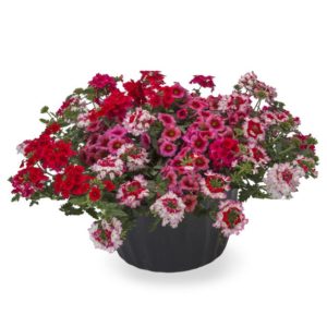 Kwik Kombo Little Piece of My Heart