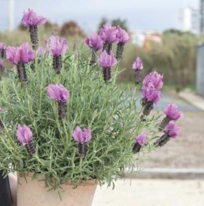Lavandula stoechas ‘Ever Great Blue’ (Pacific Plug & Liner)