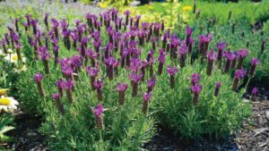 Darwin Perennials University Offers New Education Experience