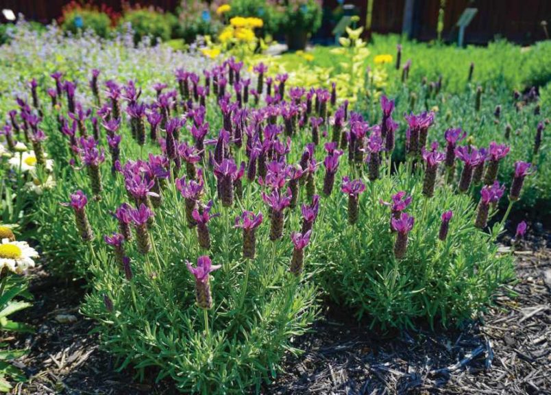 Lavender ‘Primavera’ (Darwin Perennials)