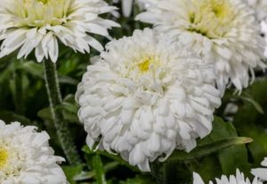 Leucanthemum ‘Double Darling’ (GreenFuse Botanicals)