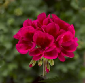 Geranium interspecific 'Mojo Cranberry Splash'