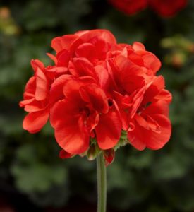 Geranium interspecific 'Moxie! Orange'