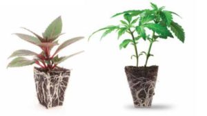Oasis Offering New Plug Designed for Hemp Cuttings