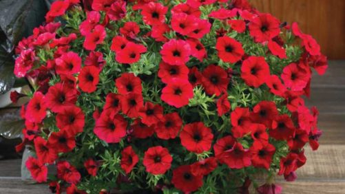 Plant Industry Suppliers Step Up During COVID-19 With Giveaways, Donations, and Solutions