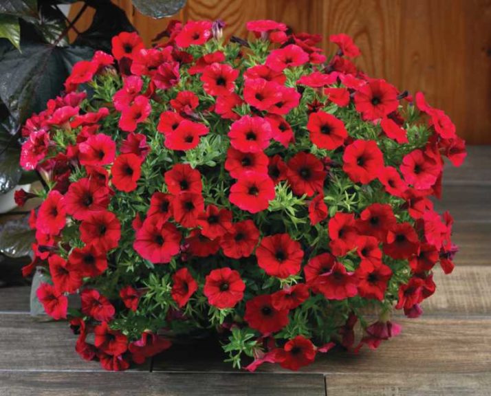 Petunia ‘SuperCal Royal Red’ (Sakata Ornamentals)