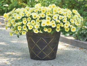 Petunia ‘Bee’s Knees’ (Ball FloraPlant)