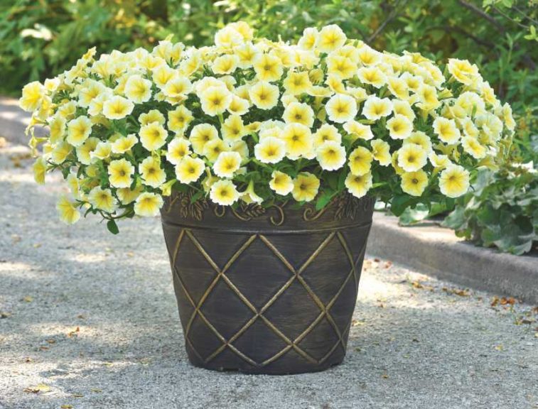 Petunia ‘Bee’s Knees’ (Ball FloraPlant)