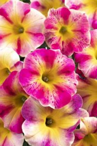 Petunia ‘Crazytunia Peach Bellini’ (Westhoff)