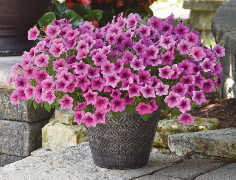 Petunia ‘Easy Wave Rose Fusion’ (Wave Petunias)