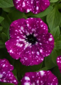 Petunia ‘Headliner Electric Purple Sky’ (Selecta One)