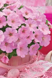 Petunia ‘Trilogy Pink Lips’ (American Takii)