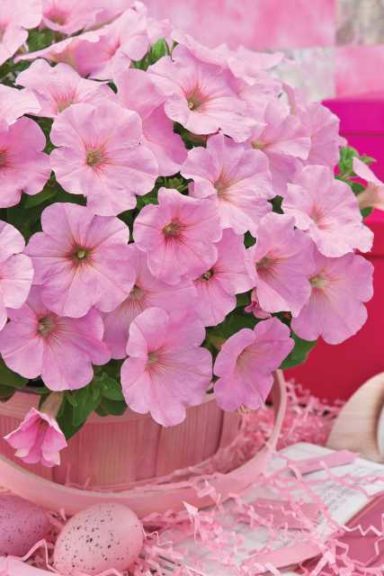 Petunia ‘Trilogy Pink Lips’ (American Takii)