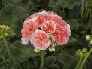 Zonal Geranium 'Rosalie Antique Salmon' 