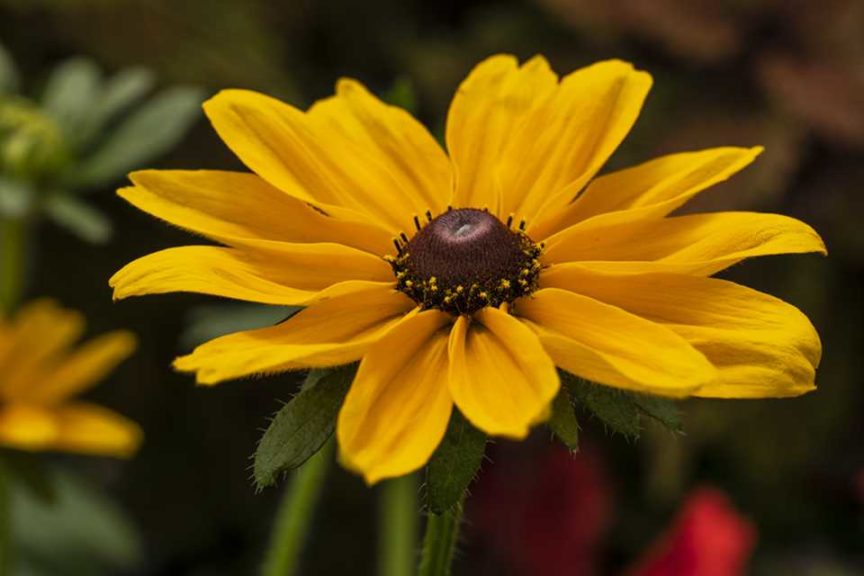 Rudbeckia Dakota Series (GreenFuse Botanicals)