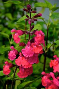 Salvia ‘Pink Pong’ (Jaldety)