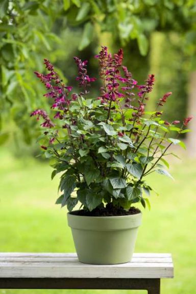 Salvia ‘Salgoon Strawberry Lake’ (HilverdaFlorist)