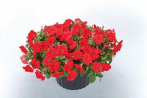 Petunia ‘FotoFinish Red’ (Syngenta Flowers/ThinkPlants)